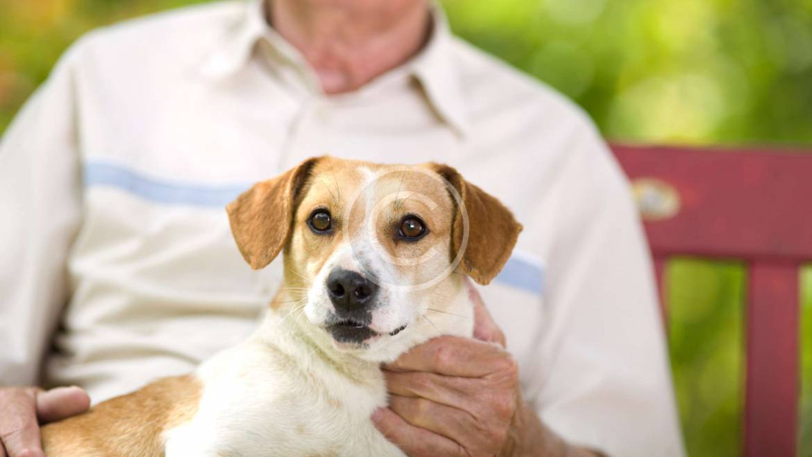 Seniors and pets - a great relationship